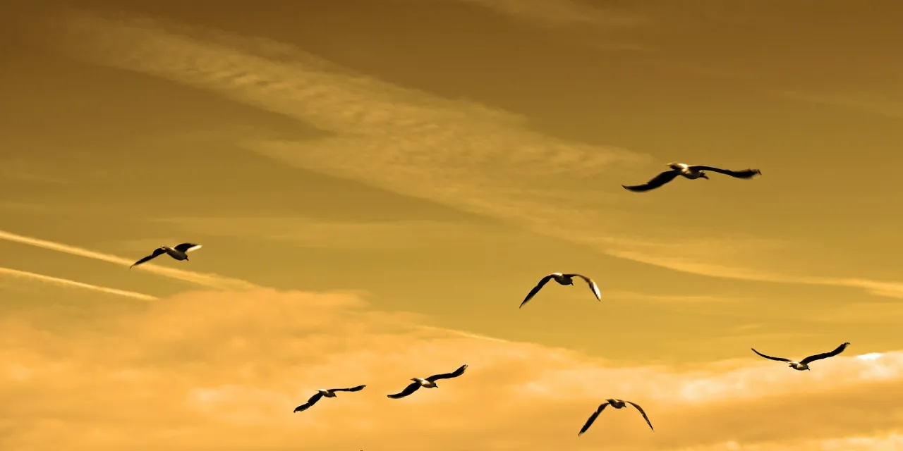 PRISONERS AND THE BATTLE OF EMPTY STOMACHS – A POEM